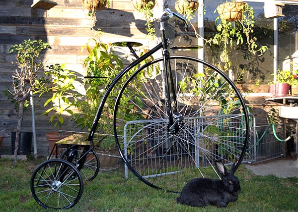 Deluxe Shelf Trike and friend